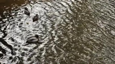 Sonbahar zamanı, ördekler gölde yüzer. Yumuşak seçici odak.
