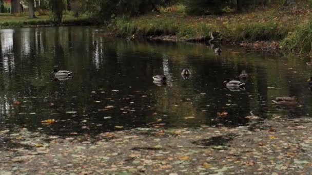 Folhas Outono Lago Com Patos Nadando Água Foco Seletivo Suave — Vídeo de Stock