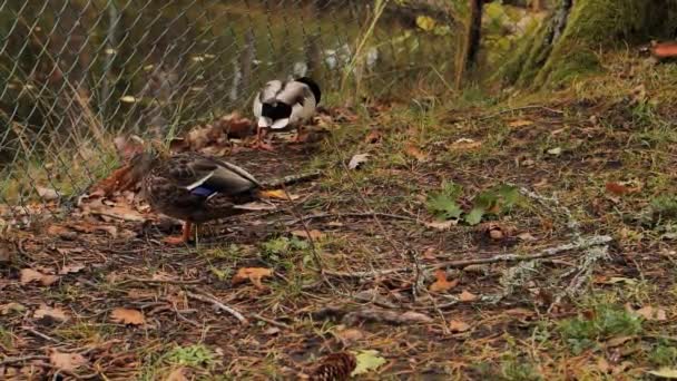 Bebek Selama Musim Gugur Berjalan Jalan Taman Fokus Selektif Lembut — Stok Video