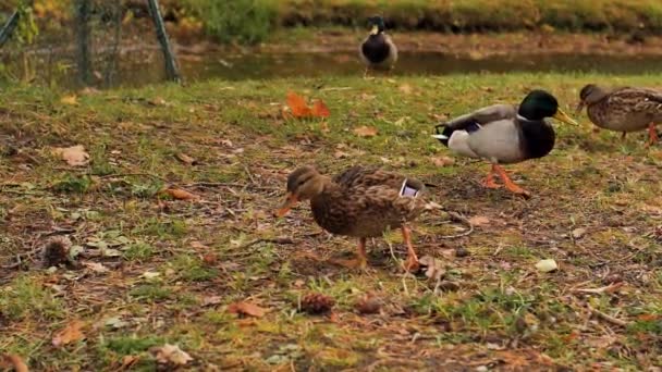 秋天的鸭子 在公园里散步 软性选择性重点 — 图库视频影像