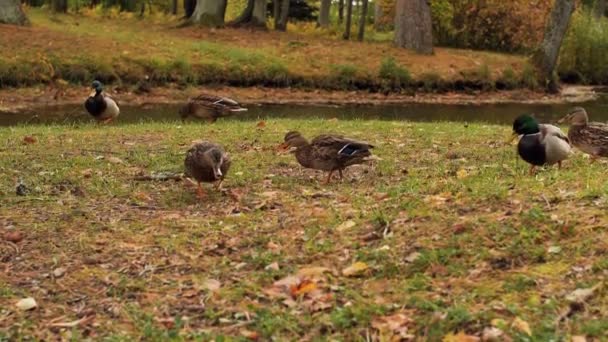 Patos Durante Outono Passeio Parque Foco Seletivo Suave — Vídeo de Stock