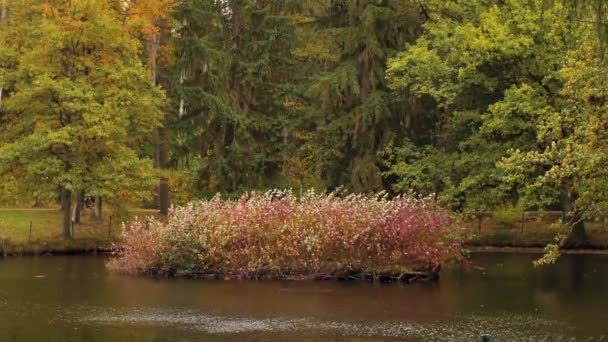 秋天的灌木丛在水里 一个后背有灌木的湖软性选择性重点 — 图库视频影像