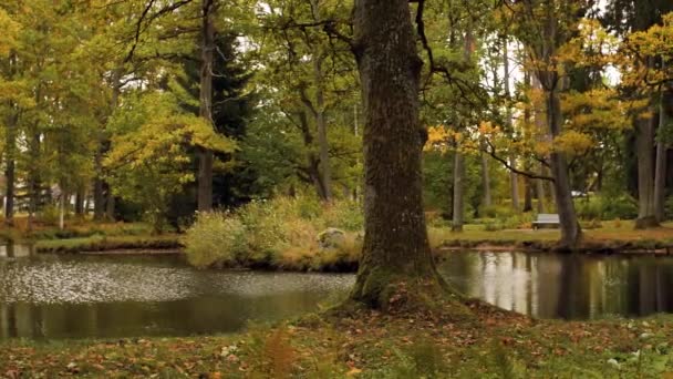 Hösten Beskådar Träd Och Sjö Sjö Med Träd Mjukt Selektivt — Stockvideo