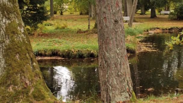秋天观赏树木和湖泊 一个有树的湖软性选择性重点 — 图库视频影像