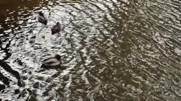 Jesienią Kaczki Pływają Jeziorze Miękkie Ukierunkowanie Selektywne — Wideo stockowe