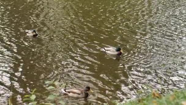 Otoño Patos Nadan Lago Enfoque Selectivo Suave — Vídeos de Stock