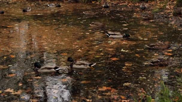秋天的叶子在湖里 鸭子在水里游动 软性选择性重点 — 图库视频影像