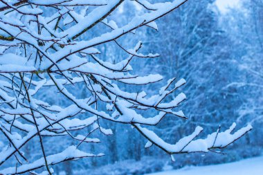 Ağaçlar karla kaplı. Kışın dinginliğinde donla kaplı çıplak bir ağaç. Mavi gökyüzüne karşı donmuş çıplak bir ağaçla kış manzarası.