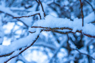 Ağaçlar karla kaplı. Kışın dinginliğinde donla kaplı çıplak bir ağaç. Mavi gökyüzüne karşı donmuş çıplak bir ağaçla kış manzarası.