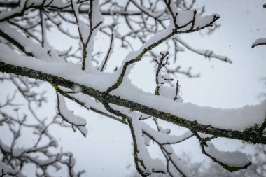 Ağaçlar karla kaplı. Kışın dinginliğinde donla kaplı çıplak bir ağaç. Mavi gökyüzüne karşı donmuş çıplak bir ağaçla kış manzarası.