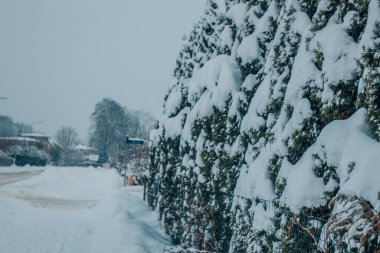 Kışın karlı dalları ve büyük köknar kozalakları olan fidan ağacı. Doğal orman manzarasında yeşil köknar dalı. Orman manzarasında yaprakları olan yeşil kozalaklı ağaç. Yumuşak, seçici odaklanma. Yapay olarak 