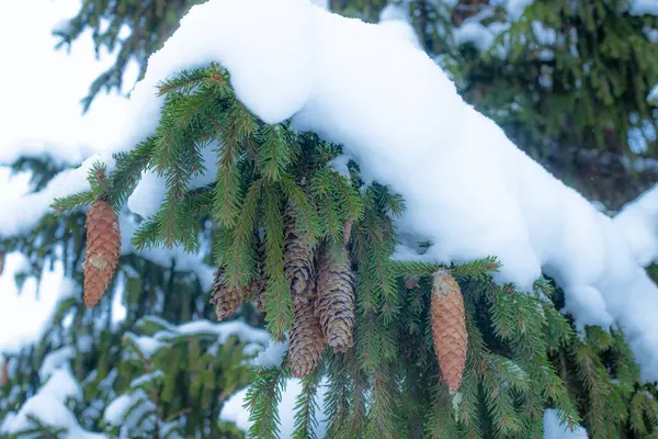 Fir tree in winter with snowy branches and large fir cones. Green fir branch in natural forest landscape. Green coniferous tree with foliage in a forest landscape. Soft, selective focus. Artificially