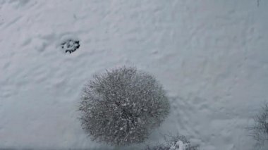 Kar ve şehir karları çalıların üzerine yağıyor. Video klipler. Yumuşak seçici odaklanma. Resim için yapay olarak tahıl oluşturuldu.