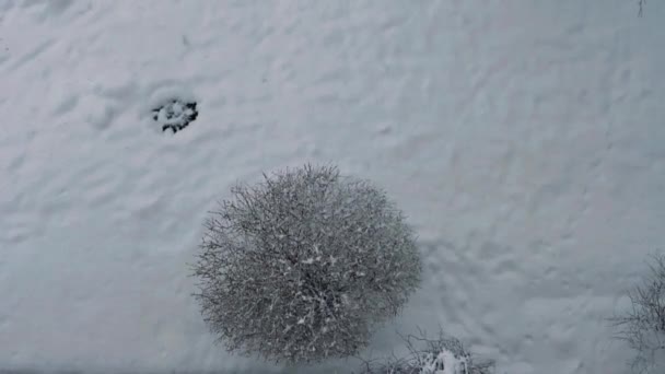 Sneeuw Stadssneeuw Vallen Struiken Video Clips Zachte Selectieve Focus Kunstmatig — Stockvideo