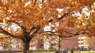 Sonbahar renkli meşe yaprakları rüzgarda esiyor. Video klipler. Manzara. Kahverengi yapraklı bir meşe ağacı çok katlı evlerin yakınında hareket eder. Yumuşak seçici odaklanma. Resim için yapay olarak tahıl oluşturuldu