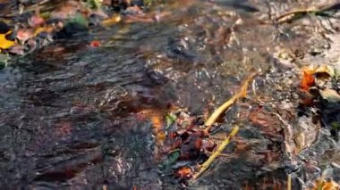 Nehir kıyısına renkli sonbahar yaprakları düştü. Yapraklar suda yüzer. Yumuşak seçici odaklanma. Resim için yapay olarak tahıl oluşturuldu