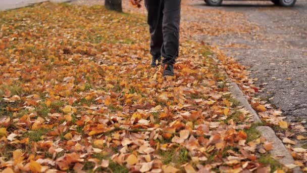 Sonbahar Geldi Çocuk Renkli Sonbahar Yaprakları Için Yolda Yürüyor Şehre — Stok video