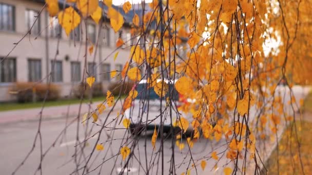 秋天到了 五彩缤纷的秋叶在路上飘扬 汽车经过 路旁的多层房子 视频剪辑 — 图库视频影像