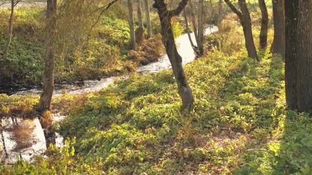 Agua Fluye Río Los Árboles Crecen Largo Del Borde Borde — Vídeos de Stock