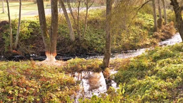 川に水が流れていて ビーバーが川を渡って木にぶら下がっている ビデオで 柔らかい選択的な焦点 写真のための人工的に作られた穀物 — ストック動画