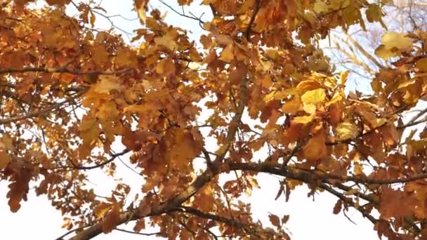 Höstfärgade Eklöv Blåser Vinden Videoklipp Landskap Ett Ekträd Med Bruna — Stockvideo