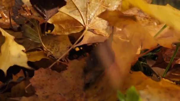 Outono Folhas Coloridas Cair Uma Pilha Folhas Vento Sopra Folhas — Vídeo de Stock
