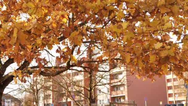 Осенние Дубовые Листья Дуба Дуют Ветру Видеоклипы Пейзаж Дуб Коричневыми — стоковое видео