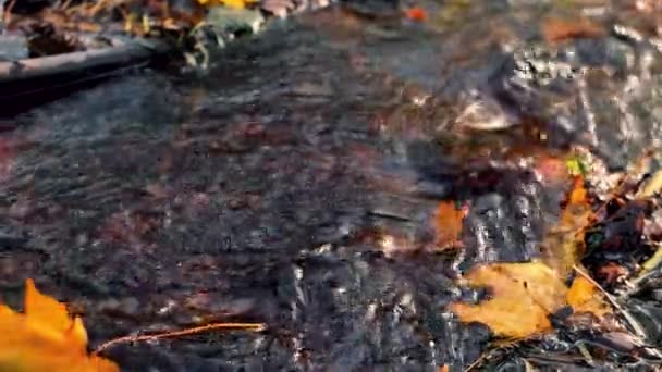 Folhas Outono Coloridas Caíram Margem Rio Folhas Flutuam Água Foco — Vídeo de Stock