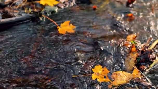 五彩缤纷的秋叶落在河岸上 树叶在水里飘浮 有选择性的软重点 为这幅画人工合成的谷物 — 图库视频影像