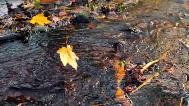 Цветные Осенние Листья Упали Берег Реки Листья Плавают Воде Мягкий — стоковое видео