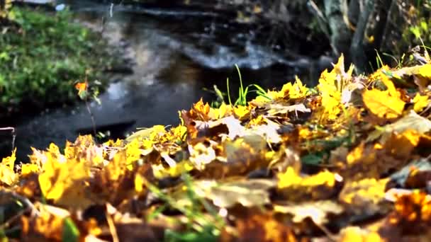 Kleurrijke Herfstbladeren Zijn Gevallen Oever Van Rivier Bladeren Drijven Het — Stockvideo