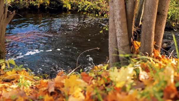 Цветные Осенние Листья Упали Берег Реки Листья Плавают Воде Мягкий — стоковое видео