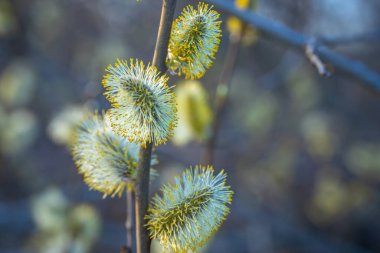 Sarı çiçeklerle açan kabarık bir ağaç, yakın plan. Bahar ayı.
