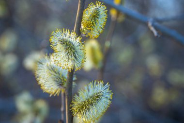 Sarı çiçeklerle açan kabarık bir ağaç, yakın plan. Bahar ayı.