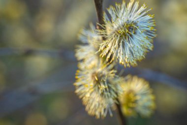 Sarı çiçeklerle açan kabarık bir ağaç, yakın plan. Bahar ayı.