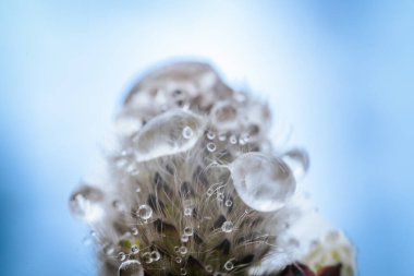 Pofuduk tomurcukları olan bir bahar çalısı ve ışığa yansıyan yağmur damlaları..