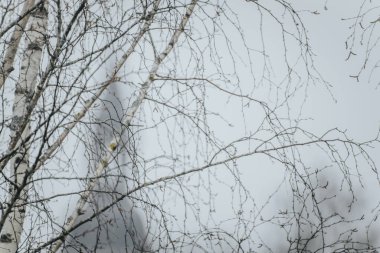 A tree without leaves and the Simanis Church of Valmiera in the fog. clipart