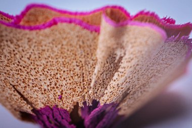 Sekoya kalem keskinleştirme cipsleri. Yaratıcı bir graffiti çizim kaleminden. Kalem atığı kabuğu.