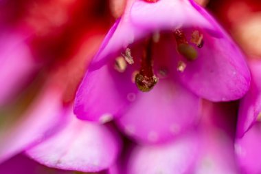 Baharda çan çiçeği. Macro, yakın plan. Yumuşak seçici odaklanma. Resim için yapay olarak tahıl oluşturuldu