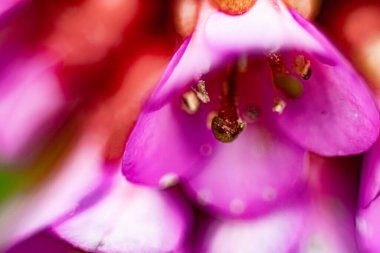 Baharda çan çiçeği. Macro, yakın plan. Yumuşak seçici odaklanma. Resim için yapay olarak tahıl oluşturuldu