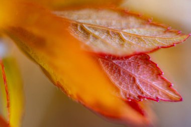 İlkbaharda yeni kırmızı yaprak damarları oluşacak. Macro, yakın plan. Arkaplan resmi. Yumuşak seçici odaklanma. Resim için yapay olarak tahıl oluşturuldu