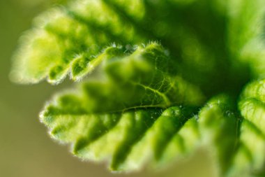 Baharda üzümlü bir çalıda yaprak damarı olan genç yeşil bir yaprak. Genç yeşil yaprağın makro yakın çekimi. Yumuşak seçici odaklanma. Resim için yapay olarak tahıl oluşturuldu