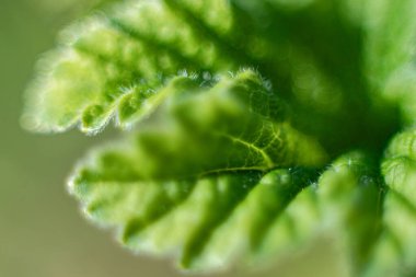 Baharda üzümlü bir çalıda yaprak damarı olan genç yeşil bir yaprak. Genç yeşil yaprağın makro yakın çekimi. Yumuşak seçici odaklanma. Resim için yapay olarak tahıl oluşturuldu