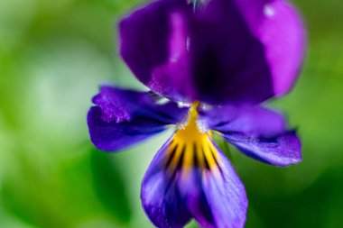 Baharda çiçek suratlı. Macro, yakın plan. Arkaplan resmi. Yumuşak seçici odaklanma. Resim için yapay olarak tahıl oluşturuldu