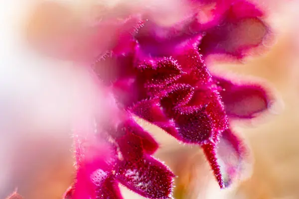 stock image Formation of new red leaf veins in spring. Macro, close-up. Background image. Soft selective focus. Artificially created grain for the picture