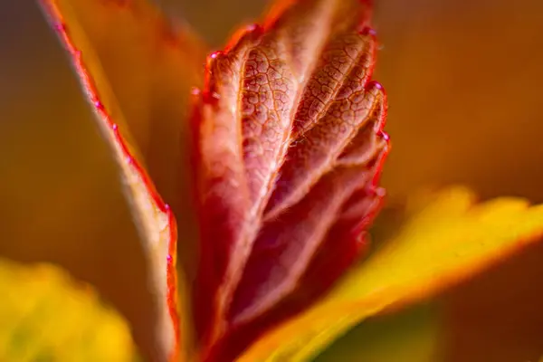stock image Formation of new red leaf veins in spring. Macro, close-up. Background image. Soft selective focus. Artificially created grain for the picture