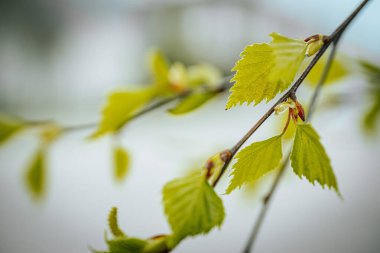 Yeşil yapraklı huş ağacı. Bahar. Yumuşak seçici odaklanma. Resim için yapay olarak tahıl oluşturuldu