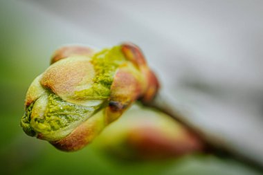 Bush bud with green leaves. Spring. Soft selective focus. Artificially created grain for the picture clipart