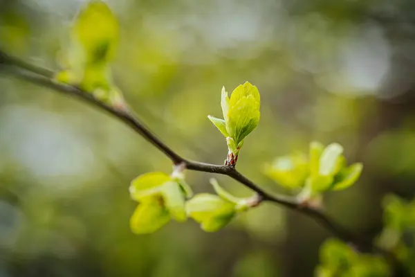 stock image Green leaves of bushes. Spring. Soft selective focus. Artificially created grain for the picture