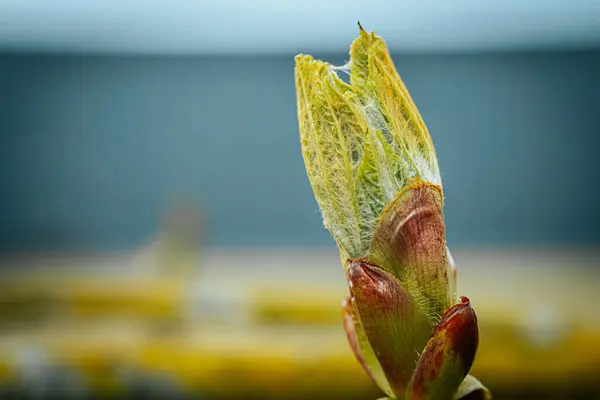 stock image Chestnut bud with green leaves. Spring. Soft selective focus. Artificially created grain for the picture